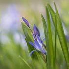 ein bisschen blau im Grünen