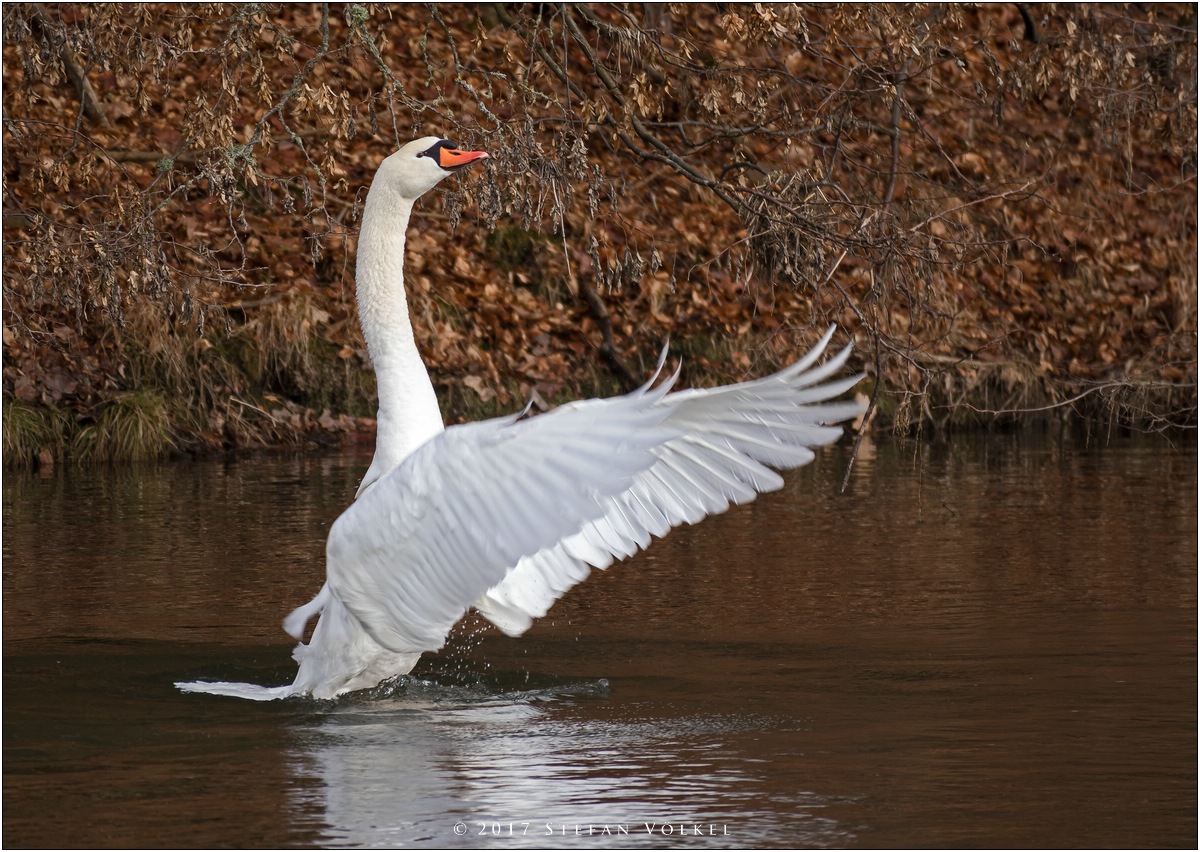 Ein bisschen Dynamik beim Höckerschwan