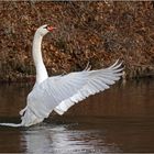 Ein bisschen Dynamik beim Höckerschwan