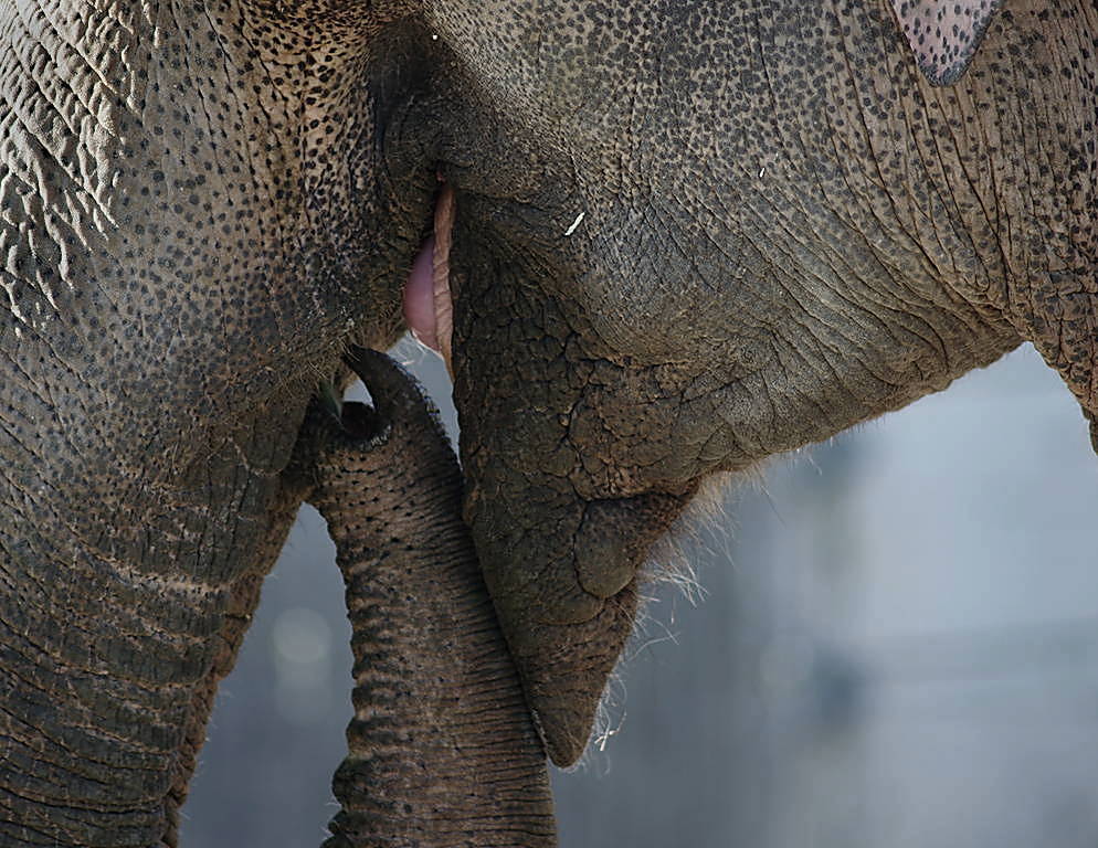 Ein Bisschen Elefant