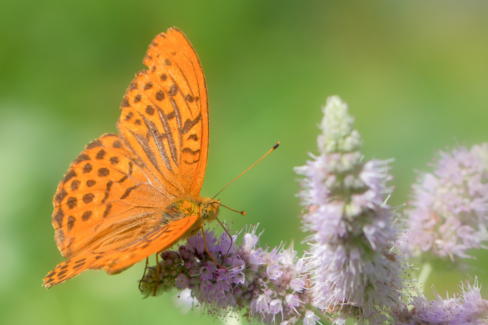 Ein bisschen Farbe