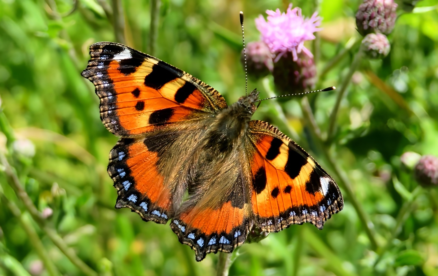 Ein bisschen Farbe für die grauen Wintertage