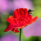 Ein bisschen Farbe gegen das tägliche Einheitsgrau