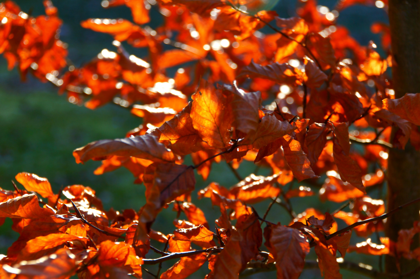 ein bißchen Farbe im Winter