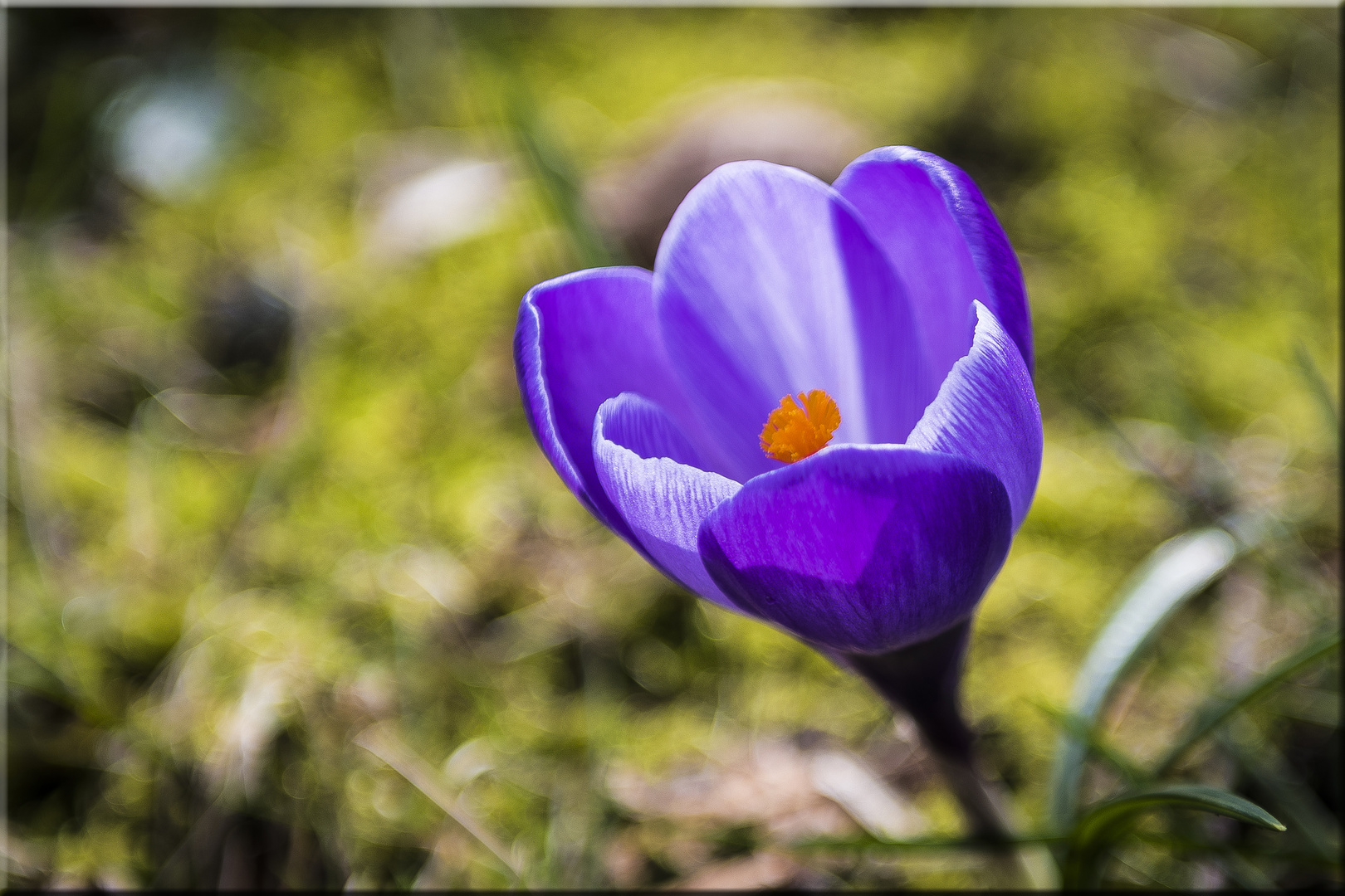 Ein bisschen Frühling...