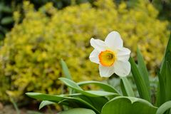 Ein bisschen Frühling