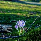 "Ein bißchen Frühling"