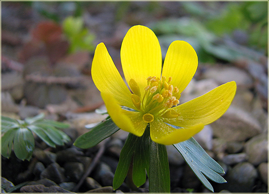 Ein bisschen Frühling