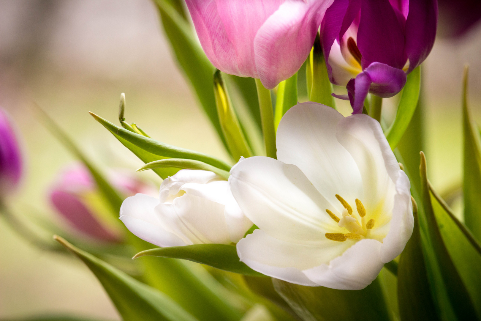 ein bisschen Frühling