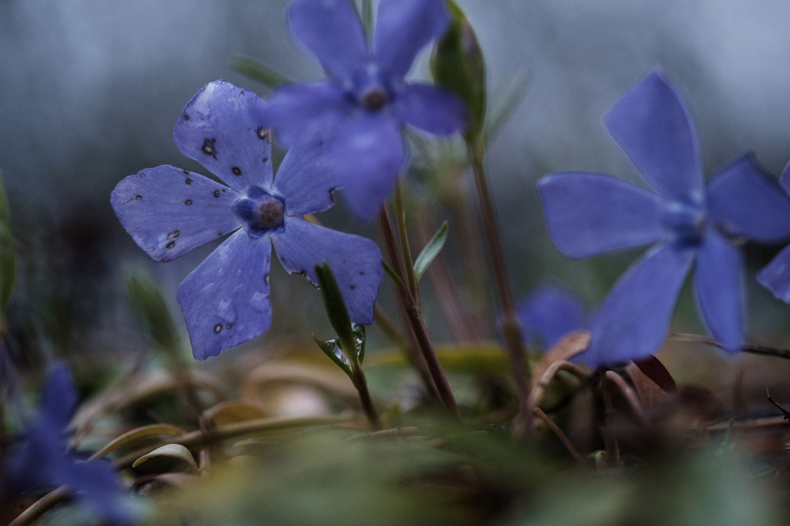 ein bisschen Frühling