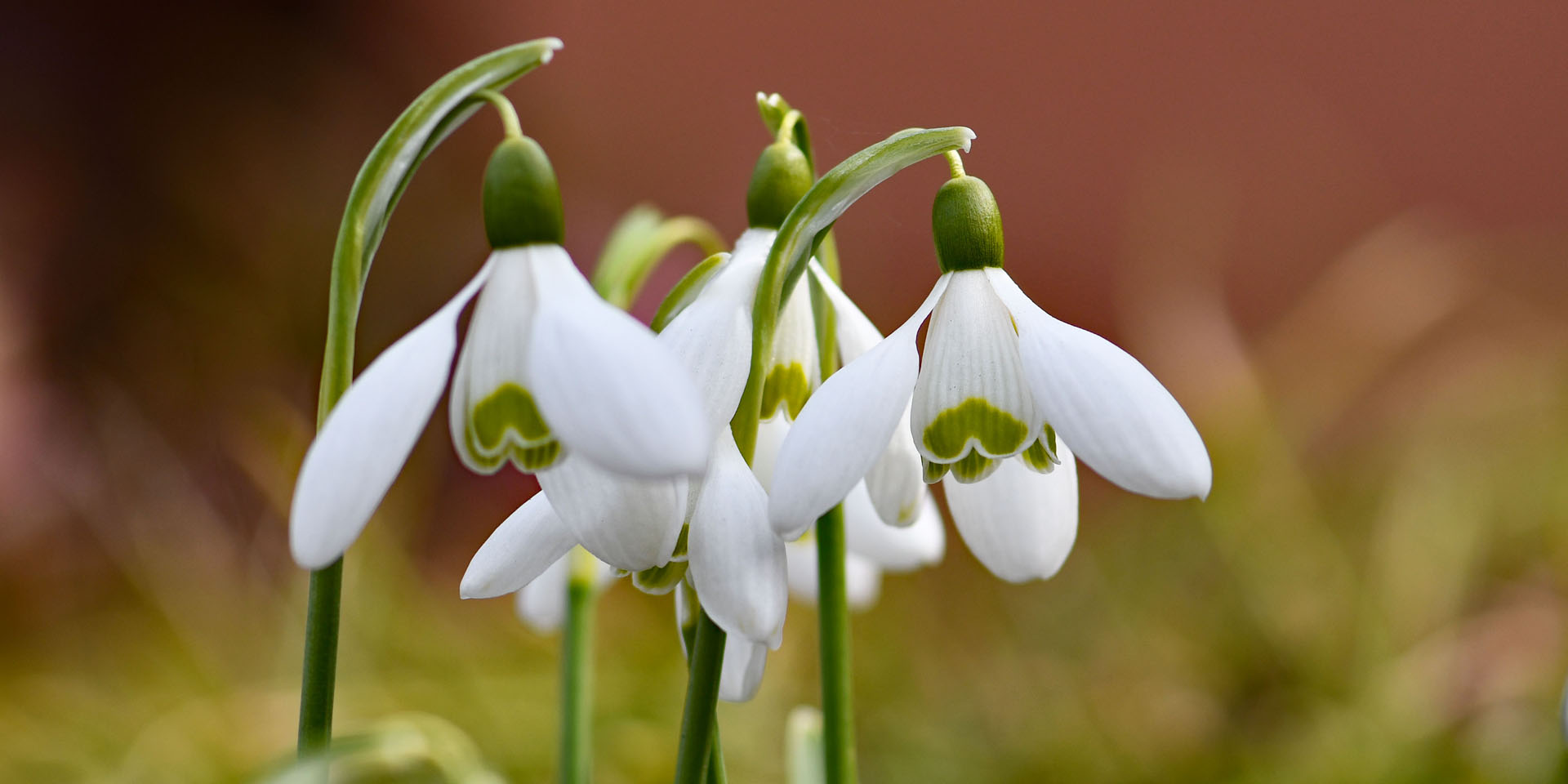 ein bisschen Frühling