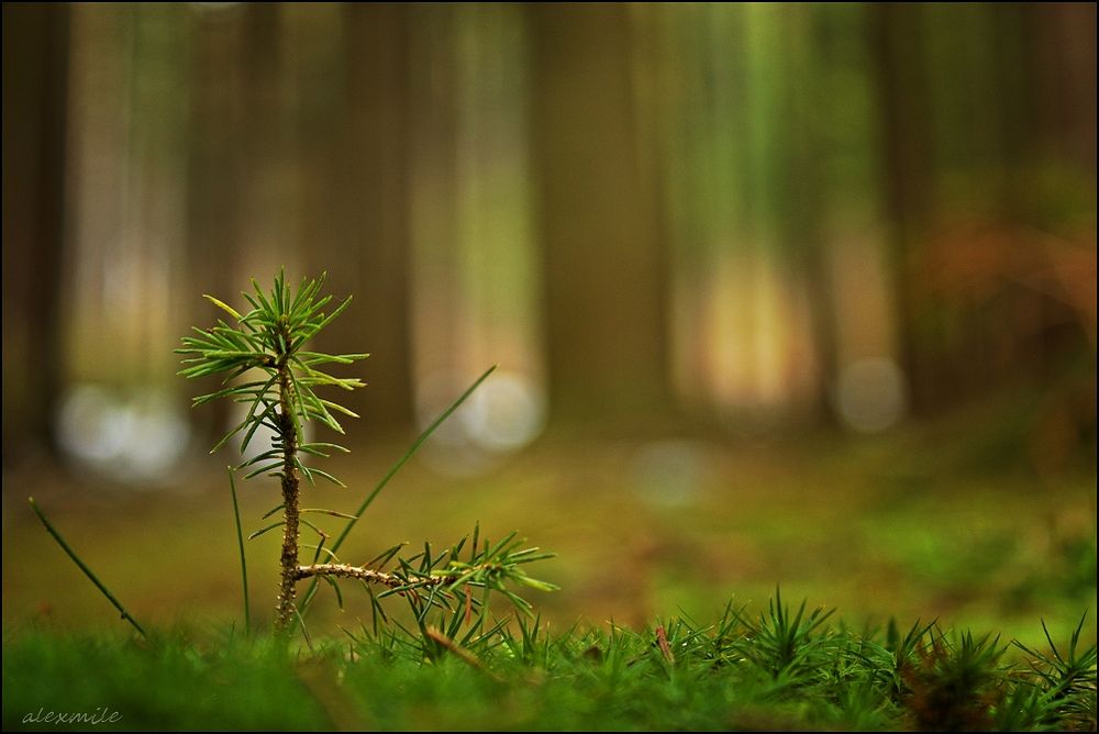 ° Ein bisschen Frühling....°