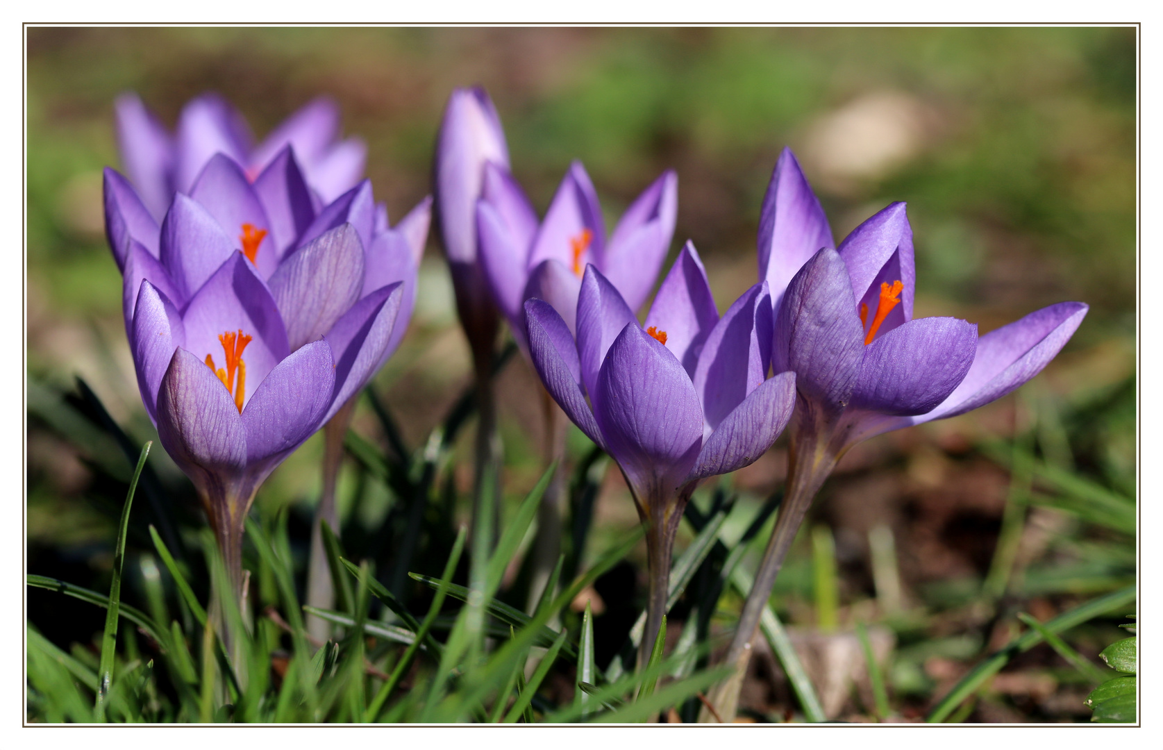 Ein bisschen Frühling...