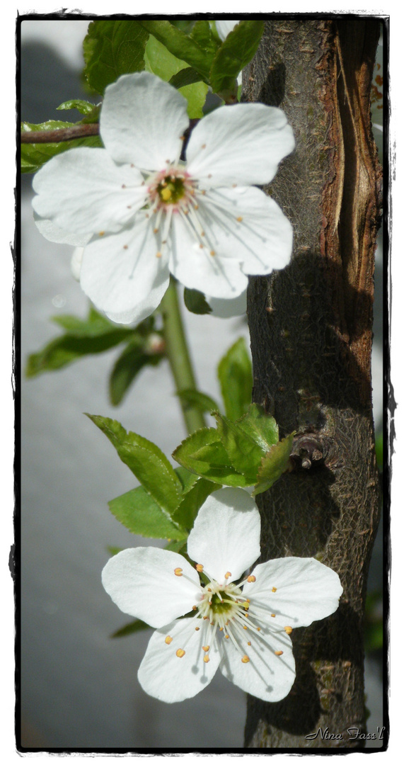 Ein bisschen Frühling