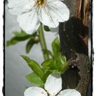 Ein bisschen Frühling