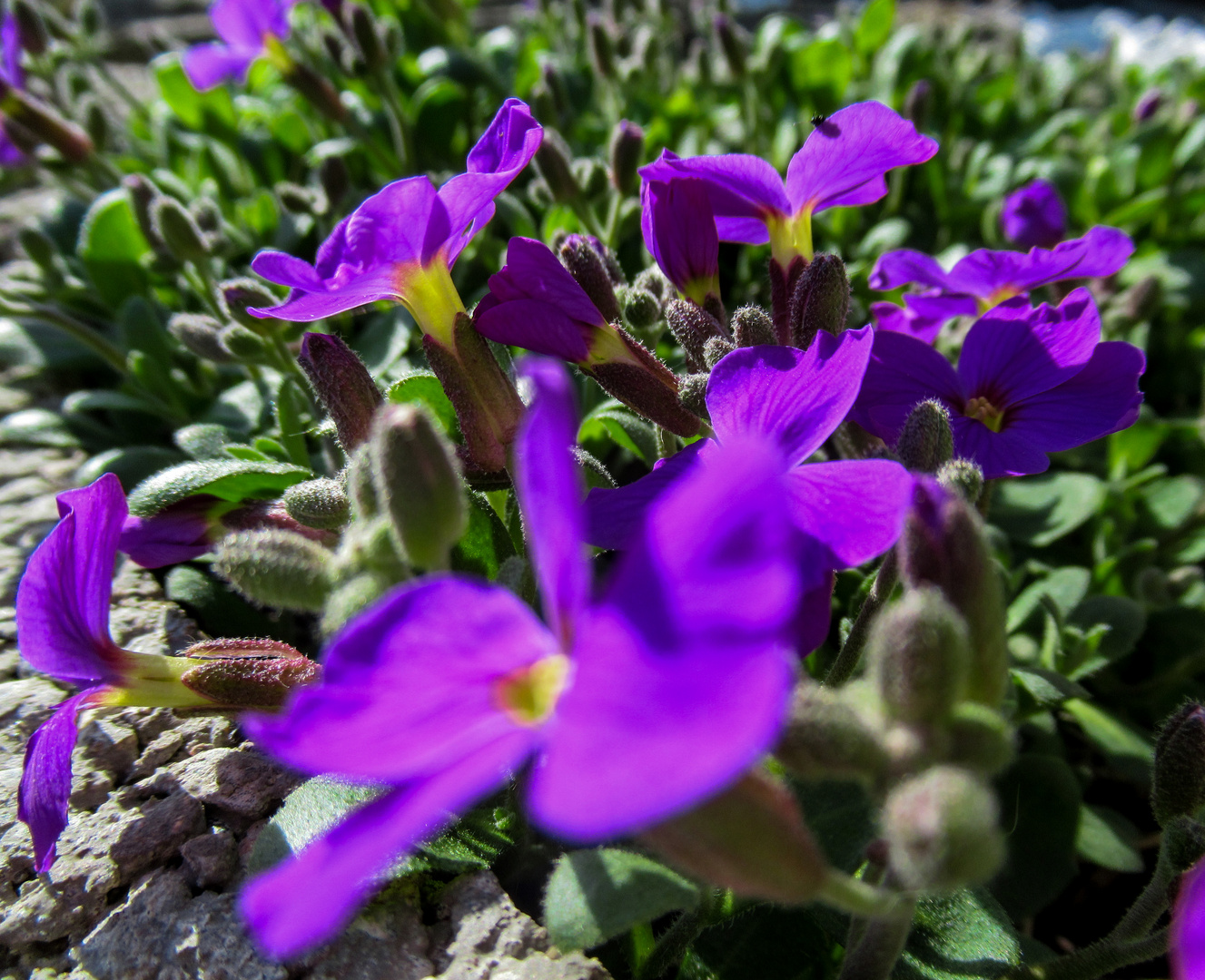 ein bisschen Frühling