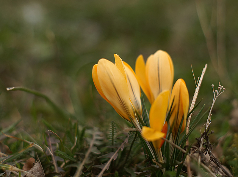 ein bisschen Frühling ...