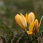 ein bisschen Frühling ...