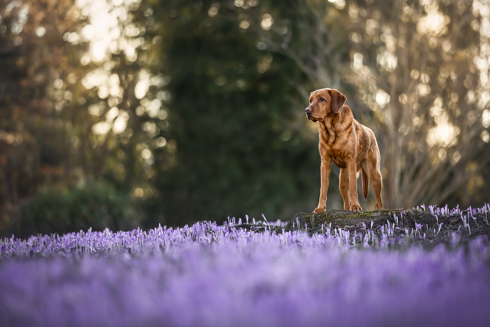 Ein bisschen Frühling