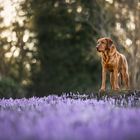 Ein bisschen Frühling