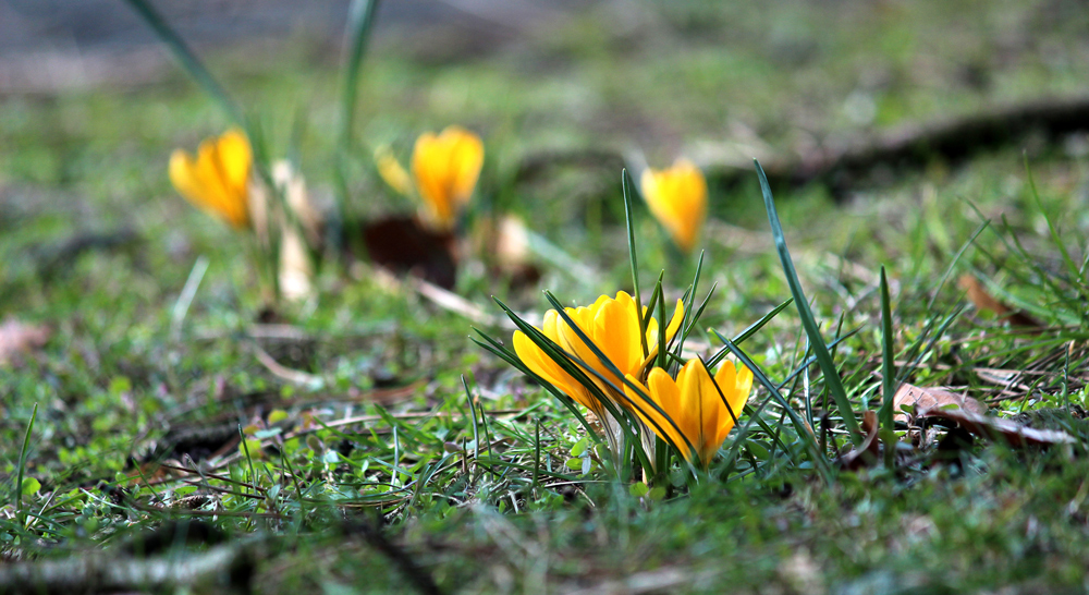 Ein bisschen Frühling