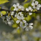 Ein bisschen Frühling..