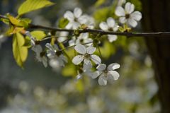 Ein bisschen Frühling..