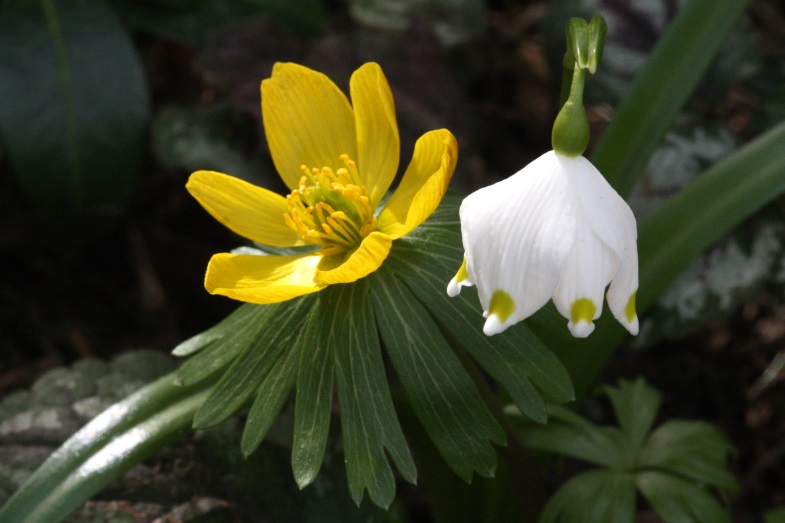 ... ein bisschen Frühling ...