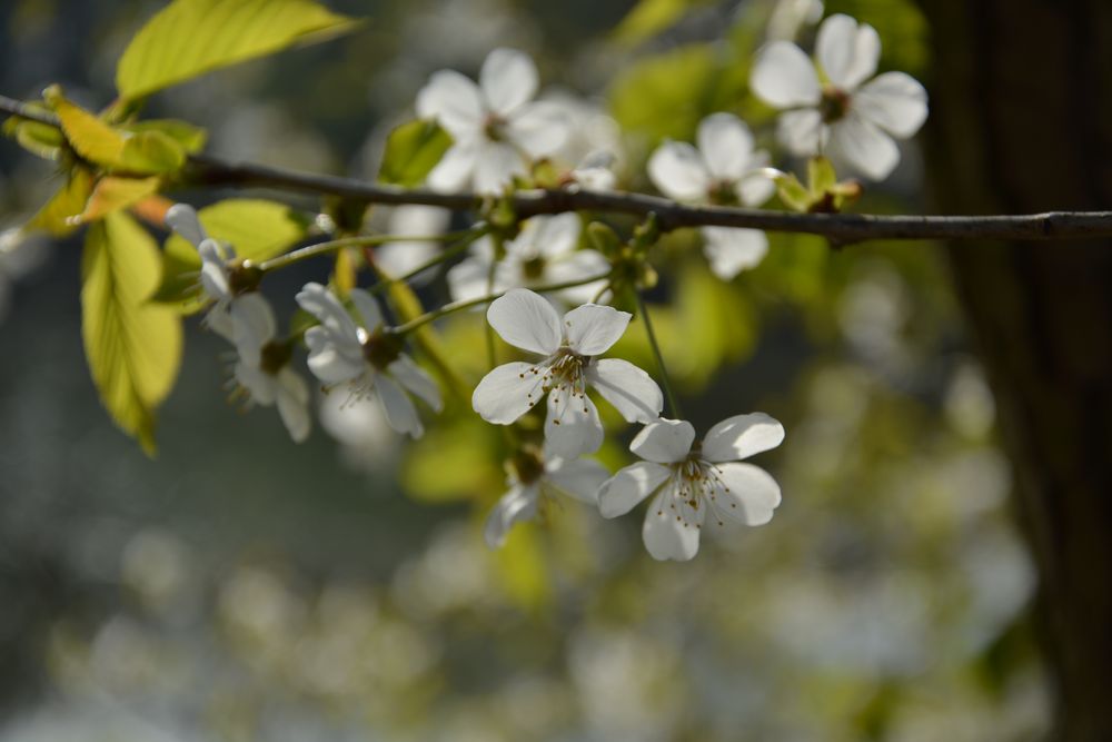 Ein bisschen Frühling...