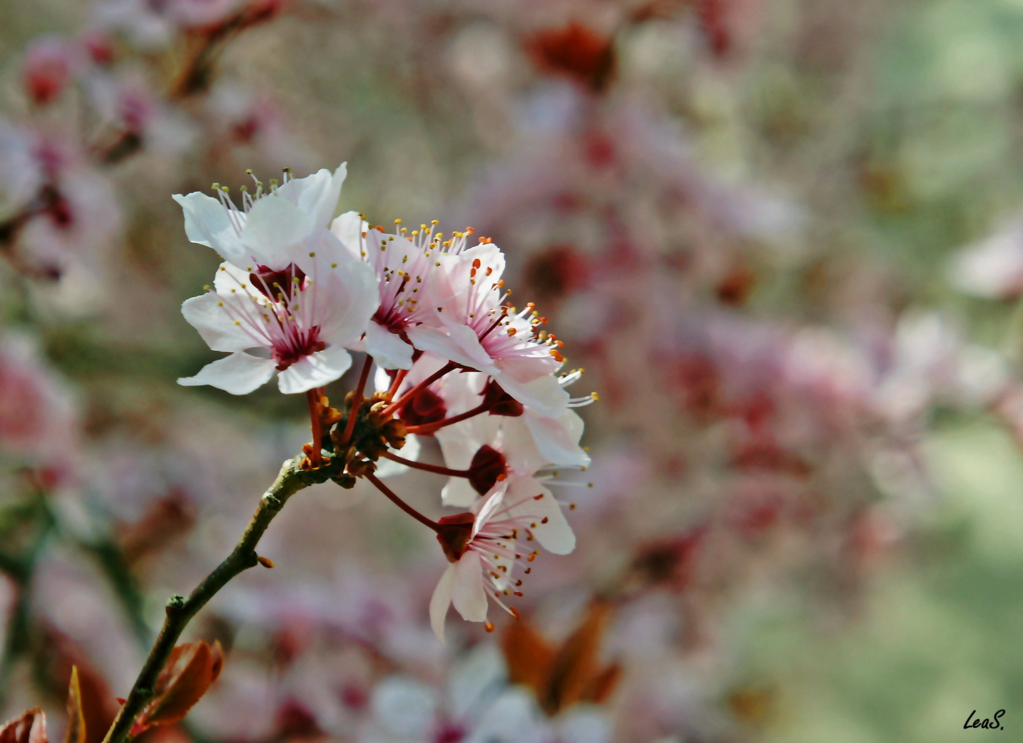 ein bisschen Frühling