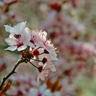 ein bisschen Frühling