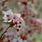 ein bisschen Frühling