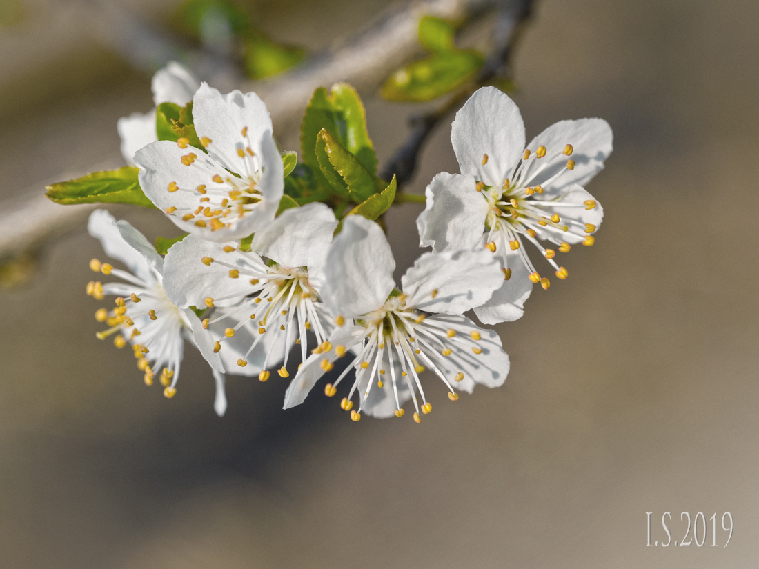 Ein bisschen Frühling