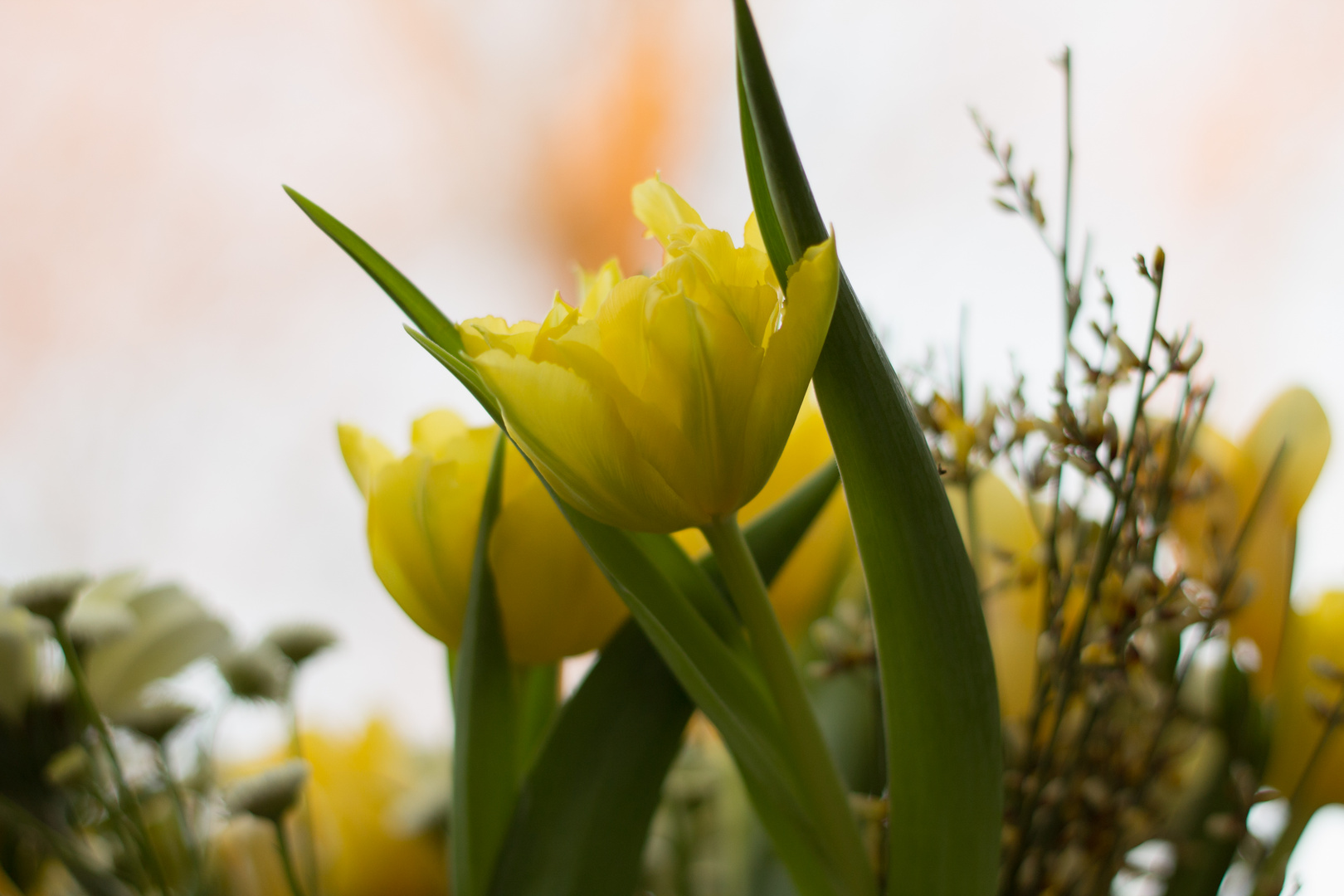 Ein bisschen Frühling..