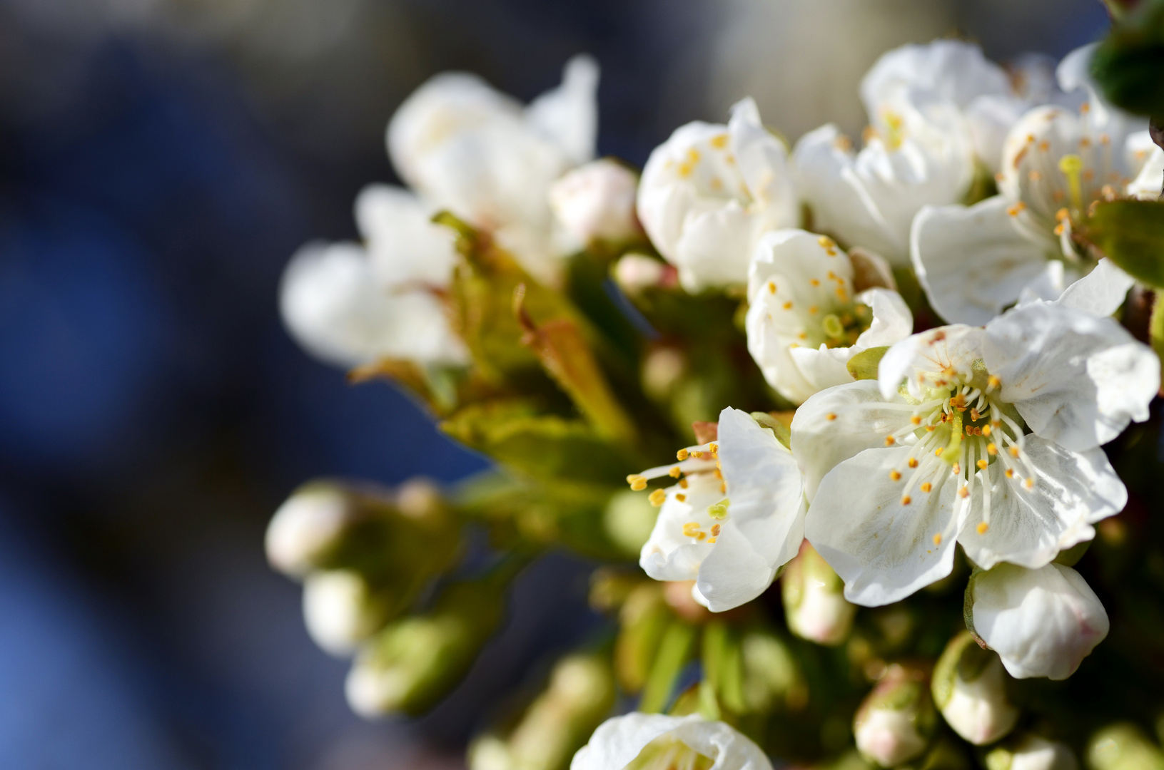 Ein bisschen Frühling...