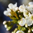 Ein bisschen Frühling...