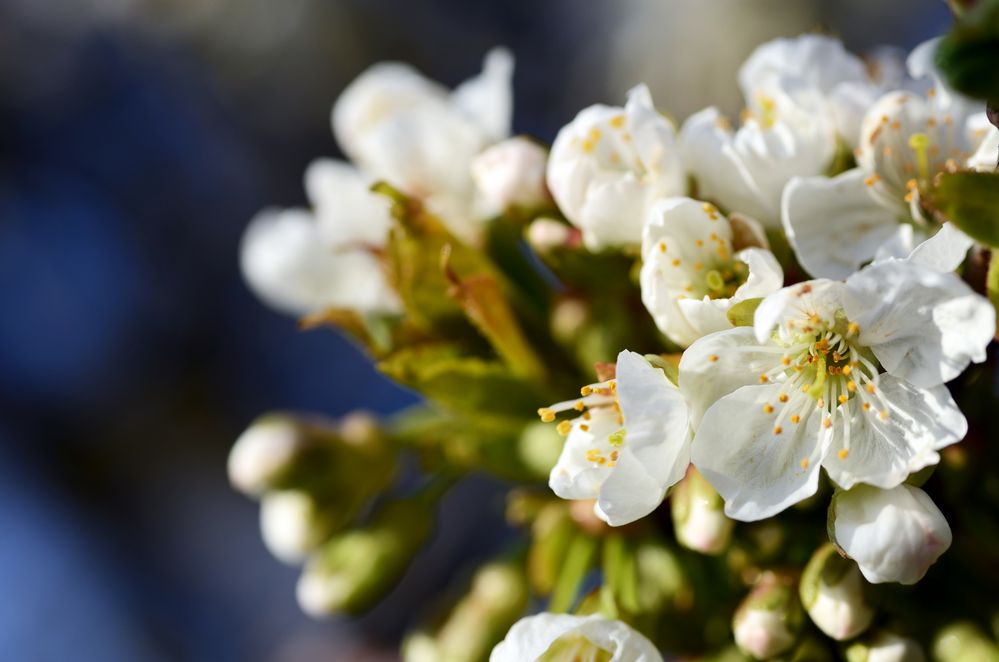 Ein bisschen Frühling... von mauski 