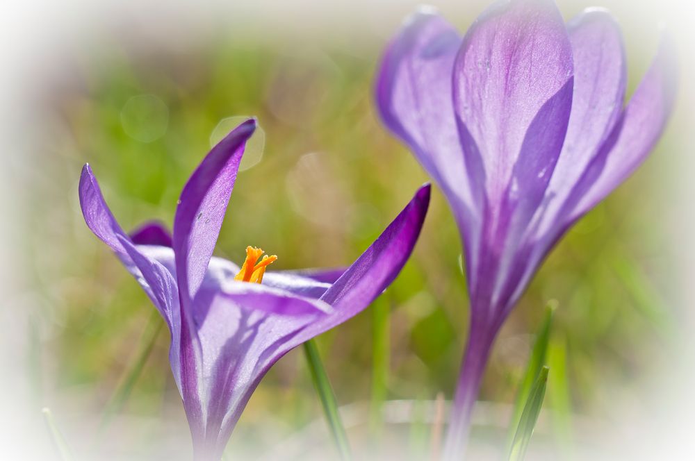 Ein bisschen Frühling