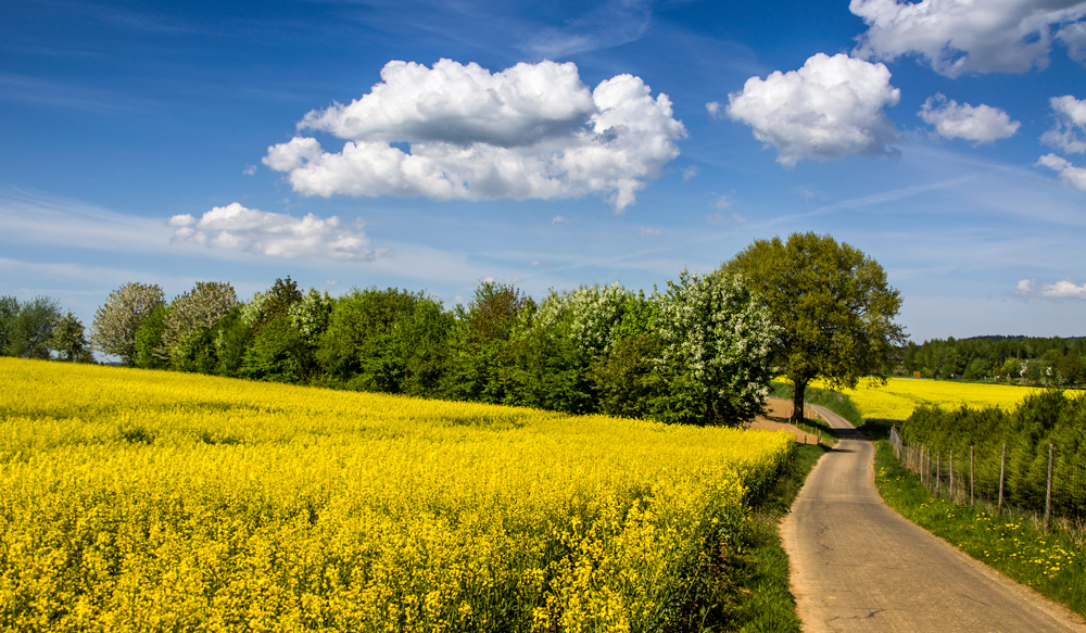 ...ein bisschen Frühling...