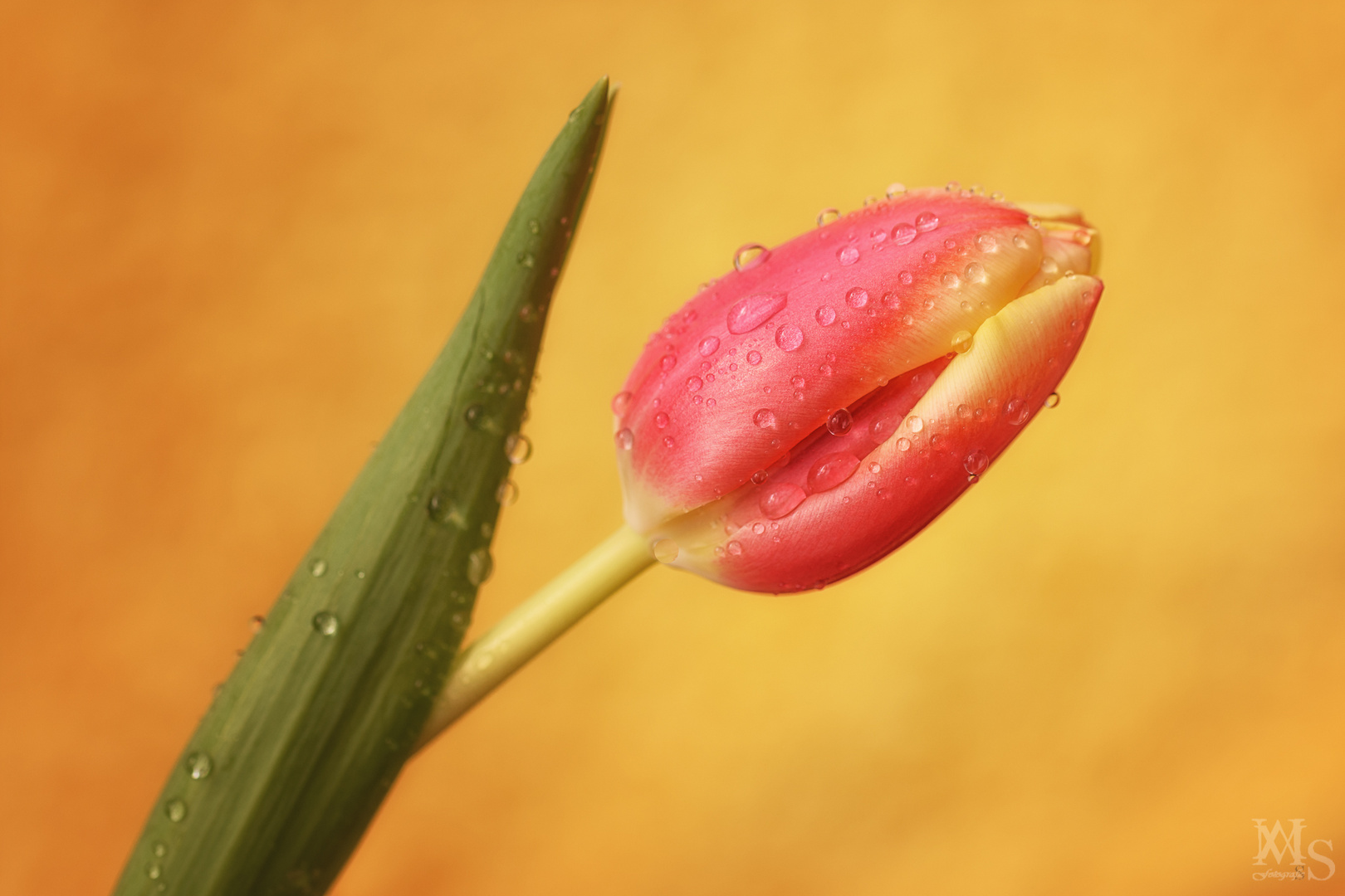 Ein bißchen Frühling 