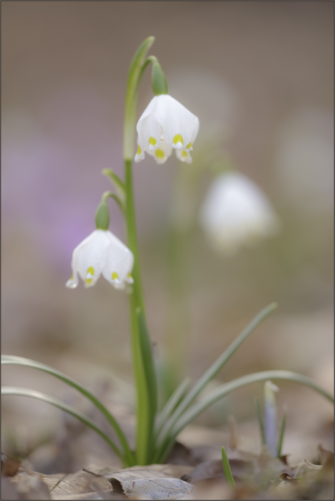 Ein bisschen Frühling