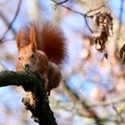 Ein bisschen Frühling