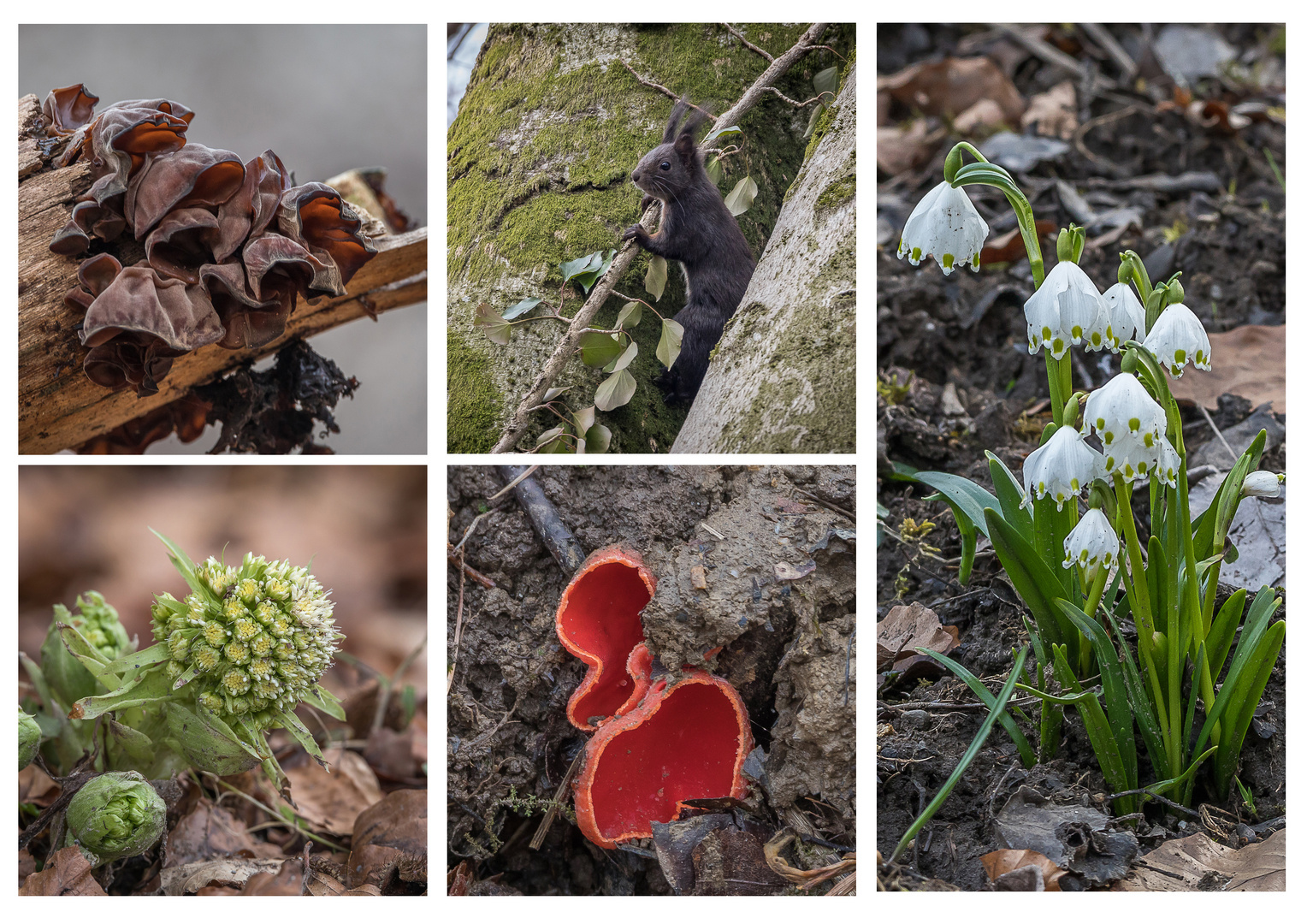 Ein bisschen Frühling.....