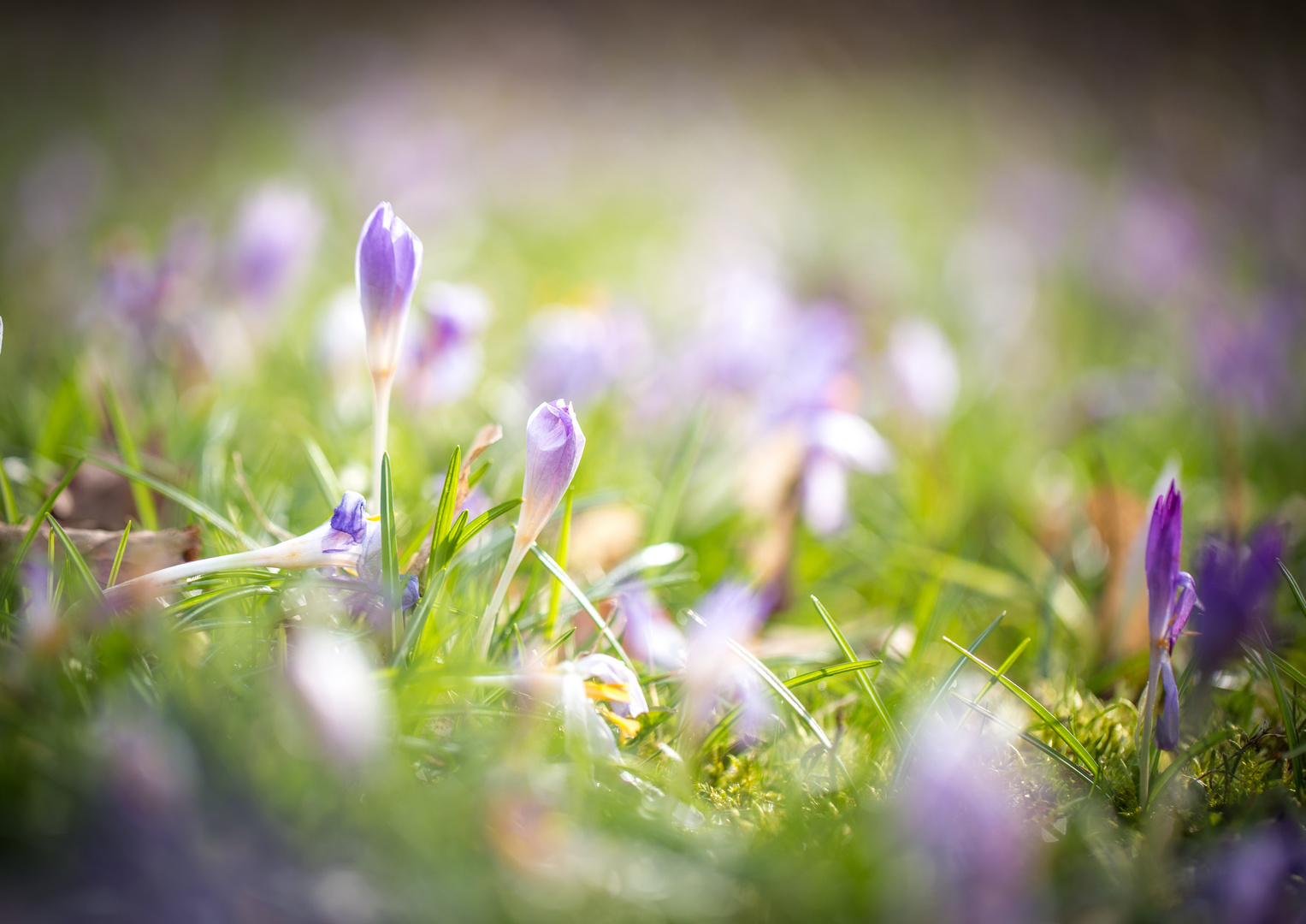 ... ein bisschen Frühling