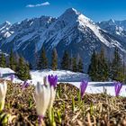 ein bisschen Frühling