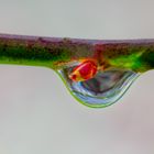 Ein bißchen Frühling steckt in jedem Tropfen