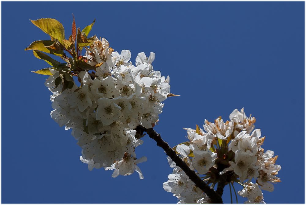 Ein bisschen Frühling... - (Symbolbild)