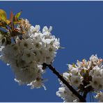 Ein bisschen Frühling... - (Symbolbild)