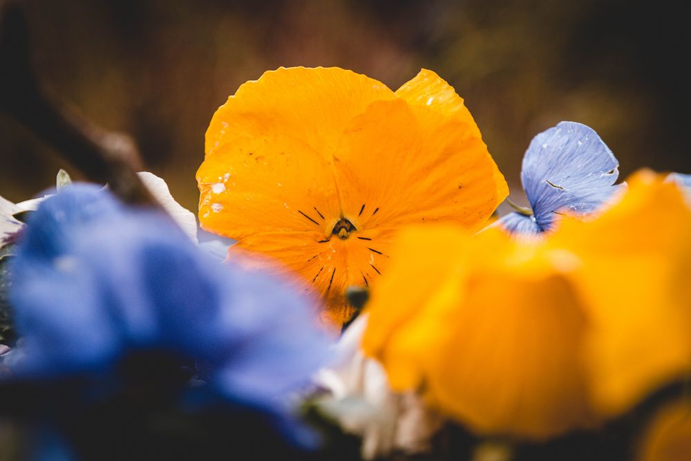 Ein bisschen Frühling wäre schön 