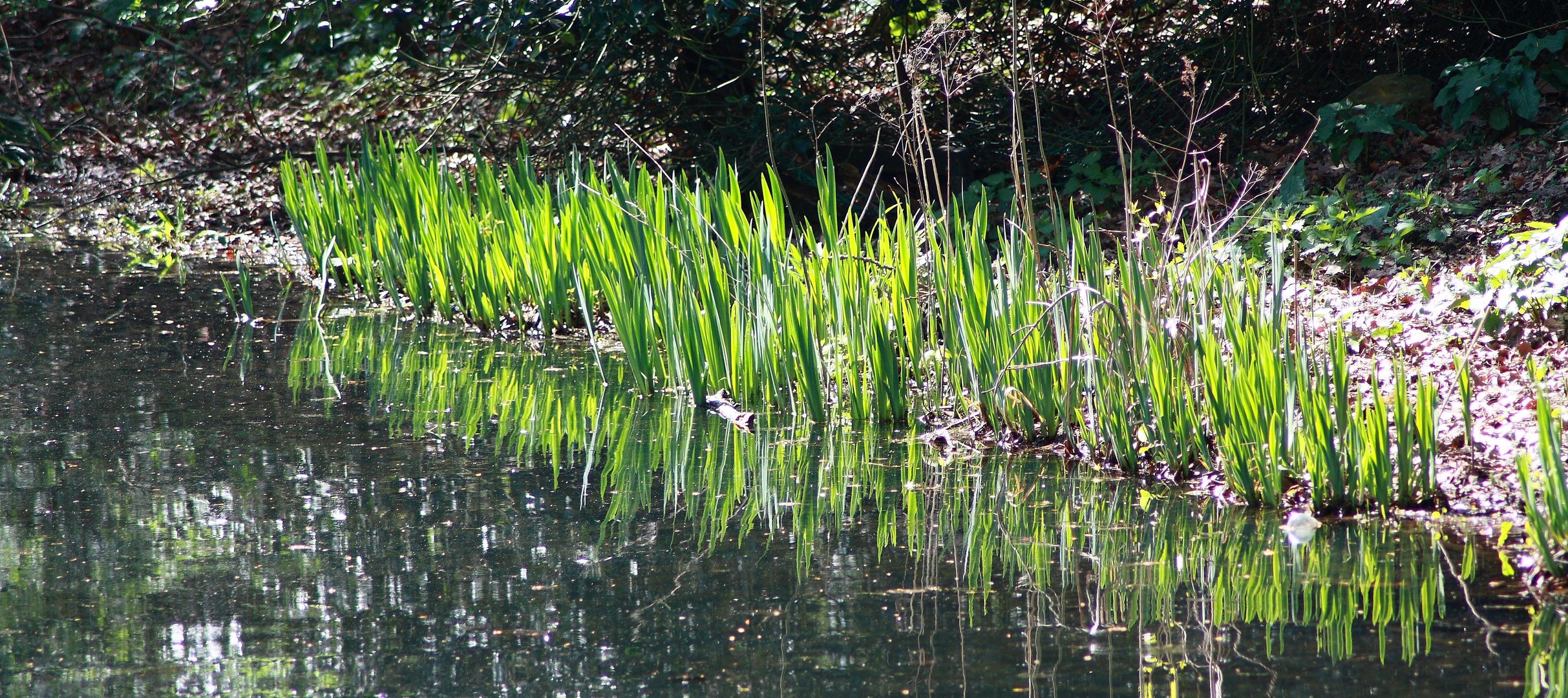 Ein bisschen Grün mit Wasser